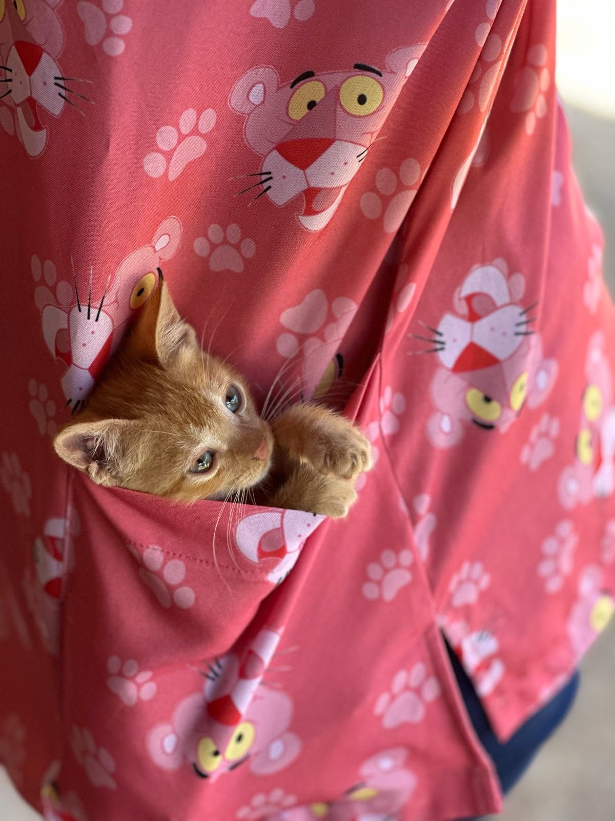 Gatos