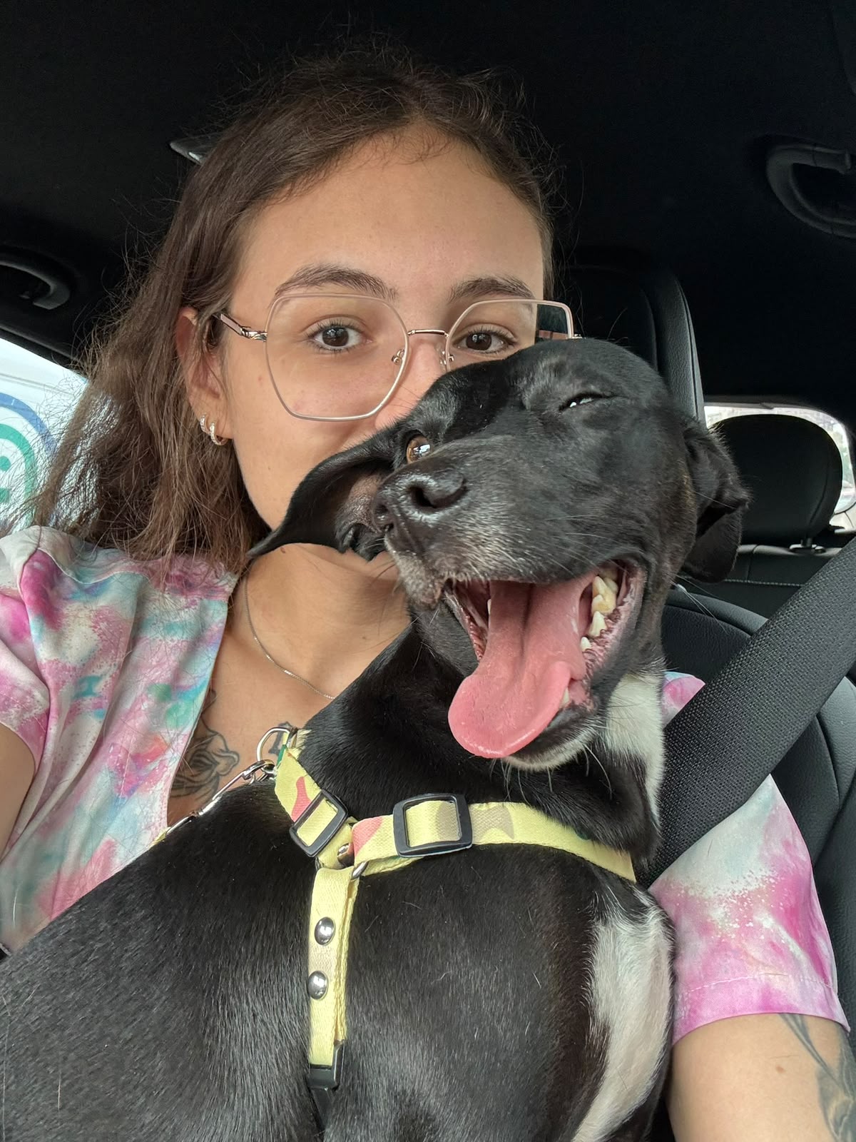 Cães